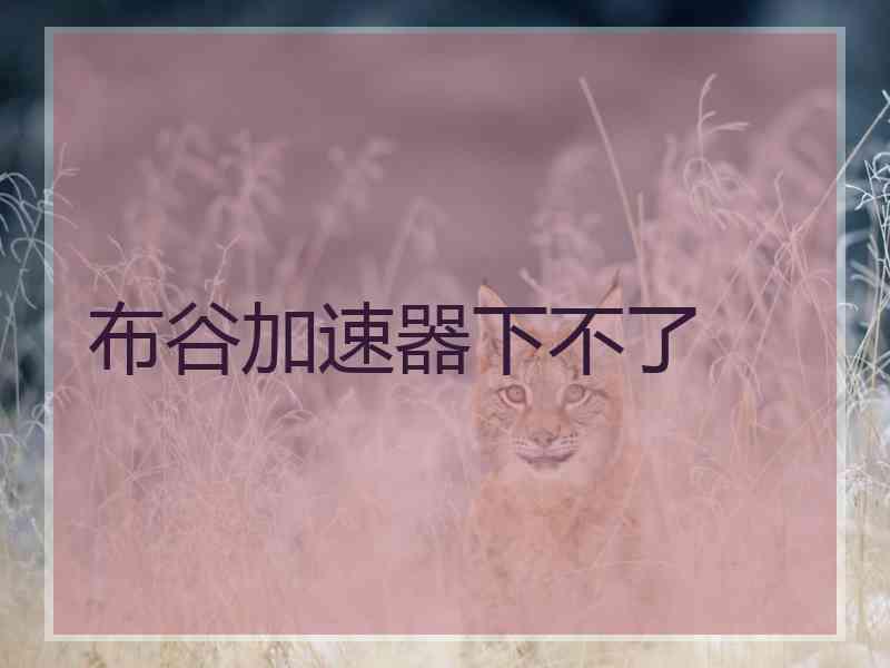 布谷加速器下不了