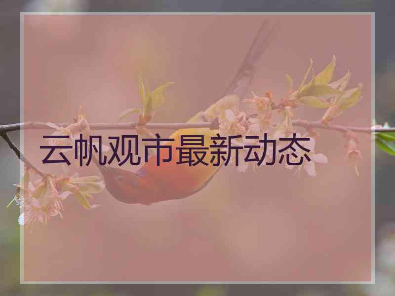 云帆观市最新动态
