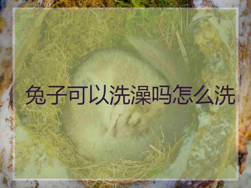 兔子可以洗澡吗怎么洗