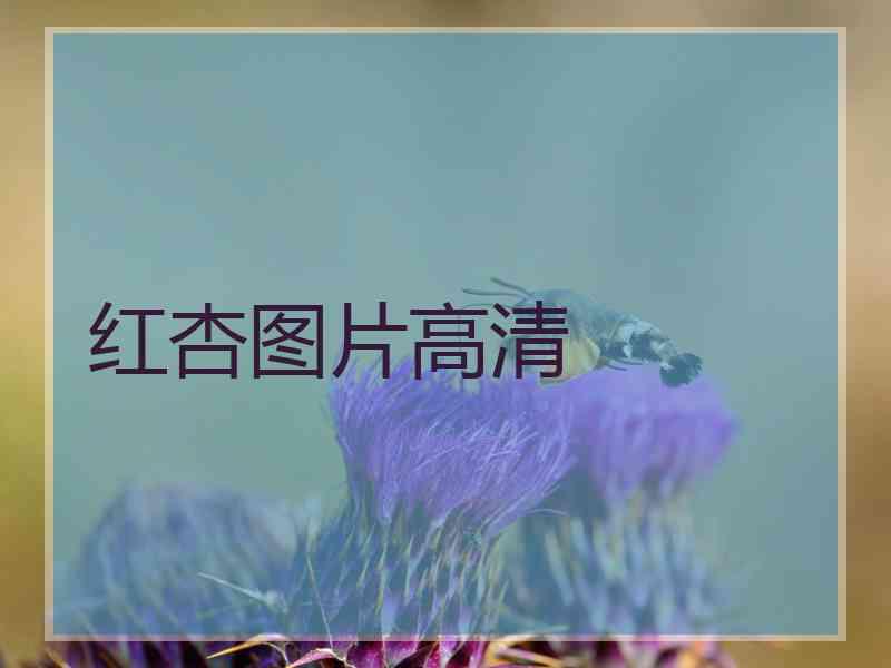 红杏图片高清